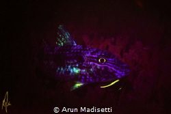 Spotted goatfish under blacklight by Arun Madisetti 